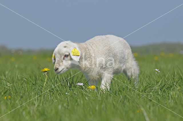 Sheep (Ovis domesticus)