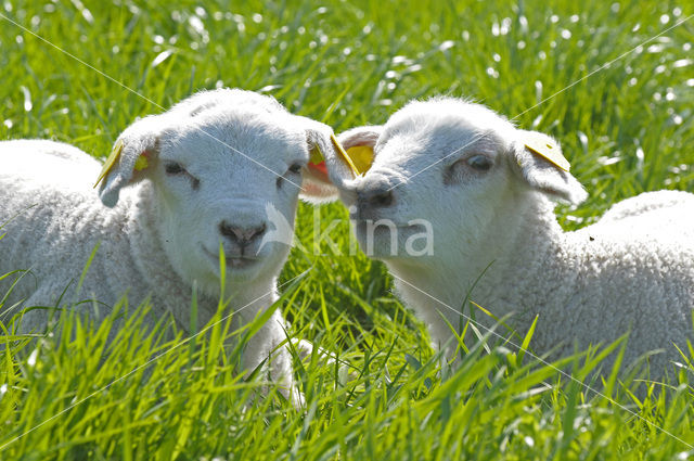 Schaap (Ovis domesticus)