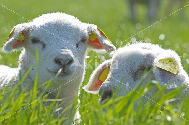 Sheep (Ovis domesticus)