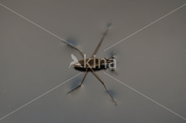 Common pond skater (Gerris lacustris)