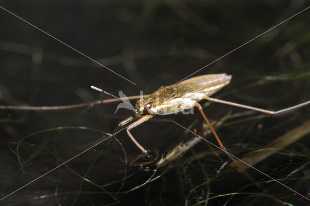 Common pond skater (Gerris lacustris)