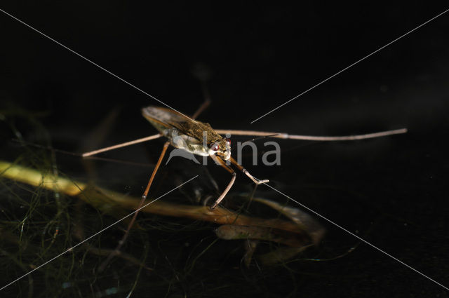 Common pond skater (Gerris lacustris)