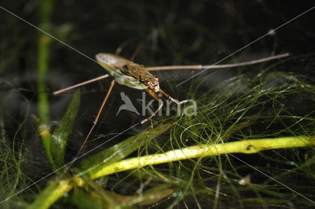Common pond skater (Gerris lacustris)
