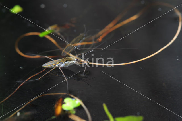 Common pond skater (Gerris lacustris)