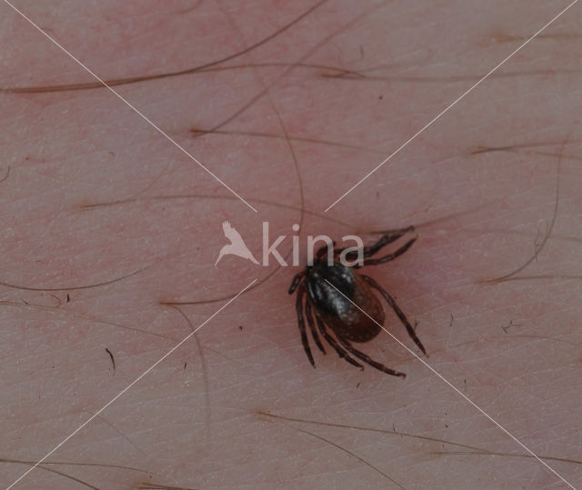 Schapenteek (Ixodes ricinus)