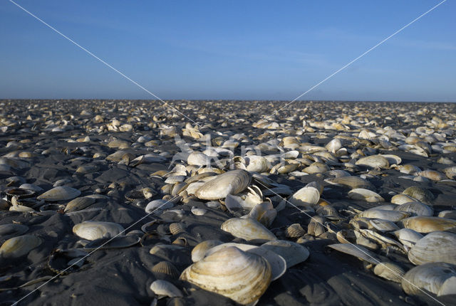 Shell