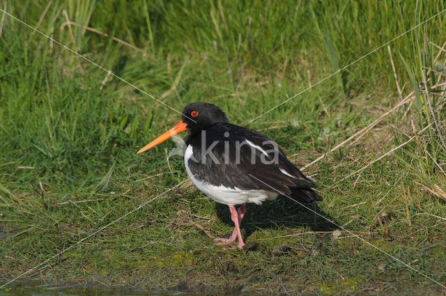 Oystercatcher (Haematopus ostralegus)