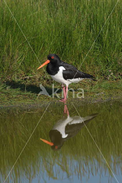 Oystercatcher (Haematopus ostralegus)