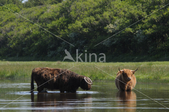 Highland Cow (Bos domesticus)