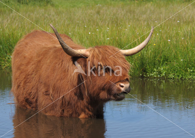 Highland Cow (Bos domesticus)