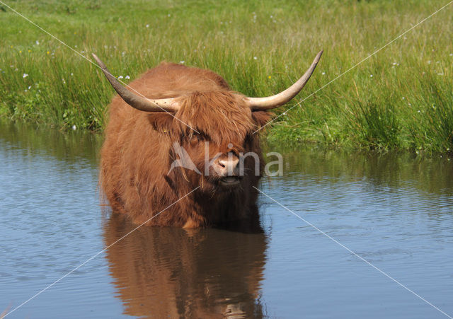 Highland Cow (Bos domesticus)