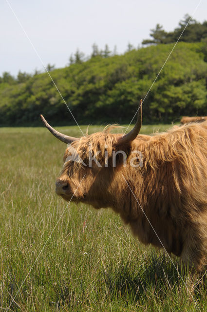 Highland Cow (Bos domesticus)