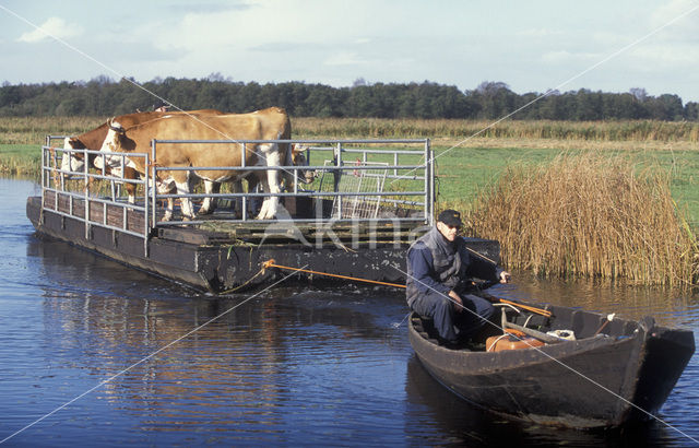 Simmentaler Koe (Bos domesticus)