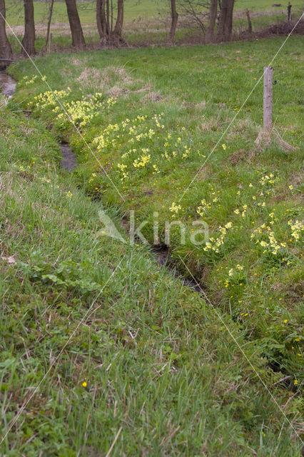 Slanke sleutelbloem (Primula elatior)