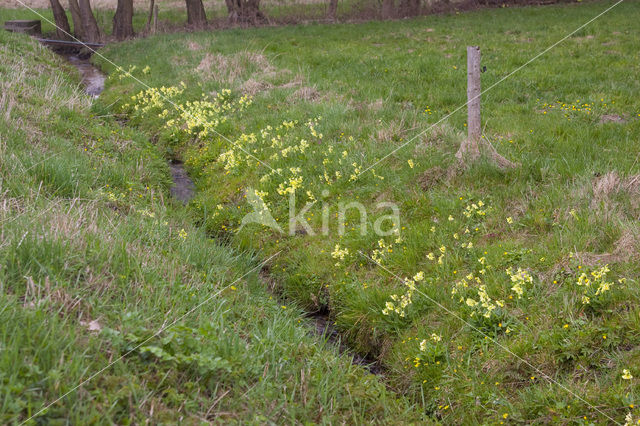 Slanke sleutelbloem (Primula elatior)