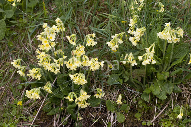 Slanke sleutelbloem (Primula elatior)