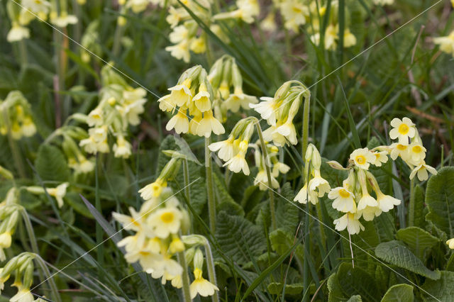 Oxlip (Primula elatior)