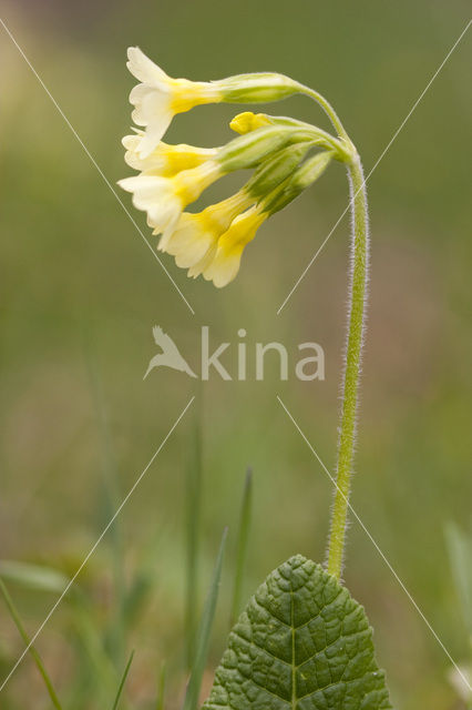 Oxlip (Primula elatior)