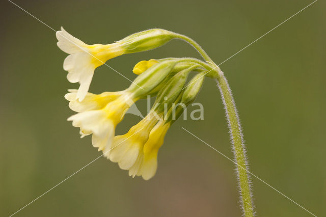 Slanke sleutelbloem (Primula elatior)