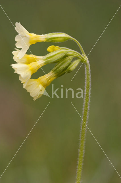 Oxlip (Primula elatior)