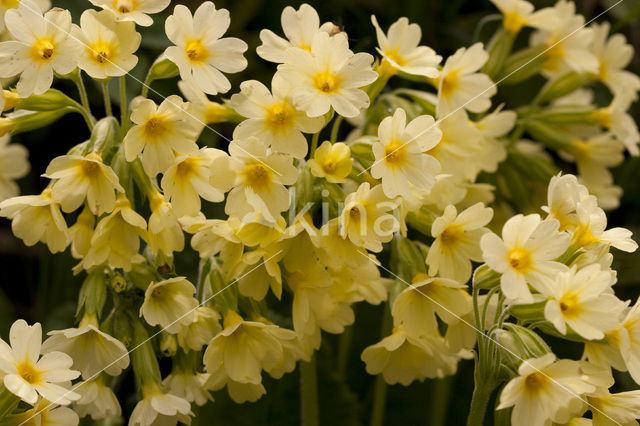 Slanke sleutelbloem (Primula elatior)