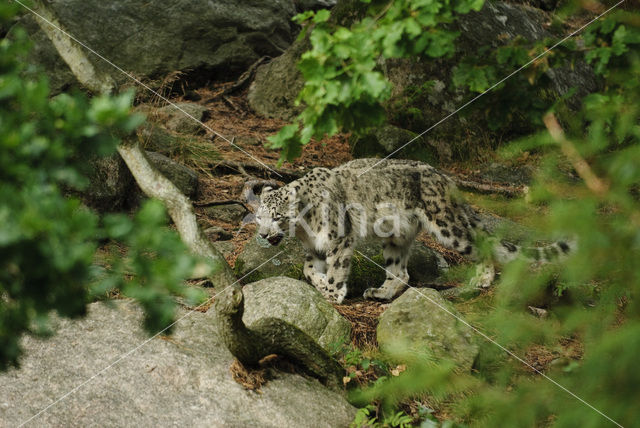 Snow leopard (Panthera uncia)