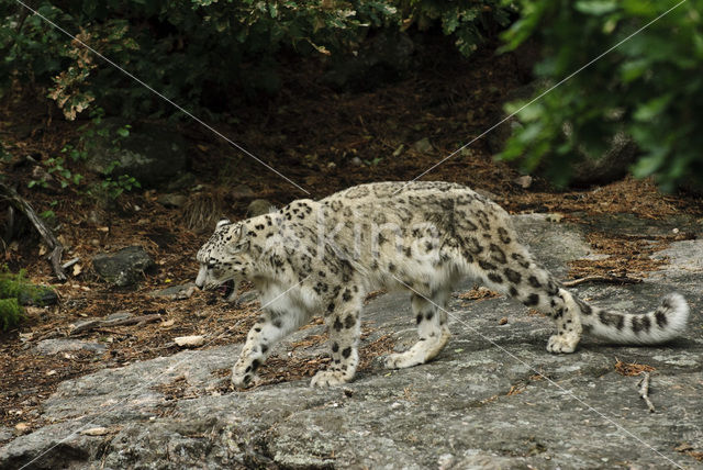 Snow leopard (Panthera uncia)