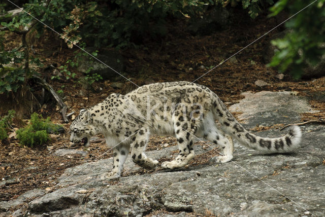 Snow leopard (Panthera uncia)