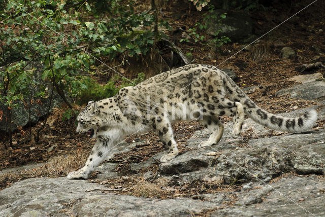 Snow leopard (Panthera uncia)