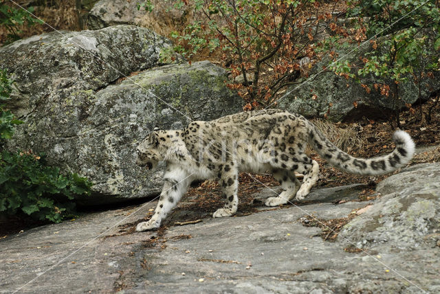 Snow leopard (Panthera uncia)