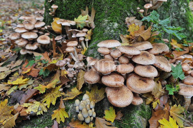 Sombere honingzwam (Armillaria ostoyae)