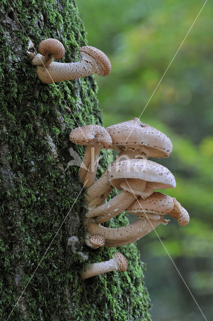 Sombere honingzwam (Armillaria ostoyae)