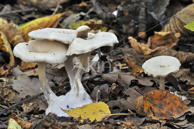 Chicken run funnel (Clitocybe phaeophthalma)