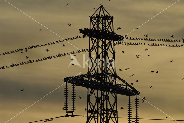 European Starling (Sturnus vulgaris)