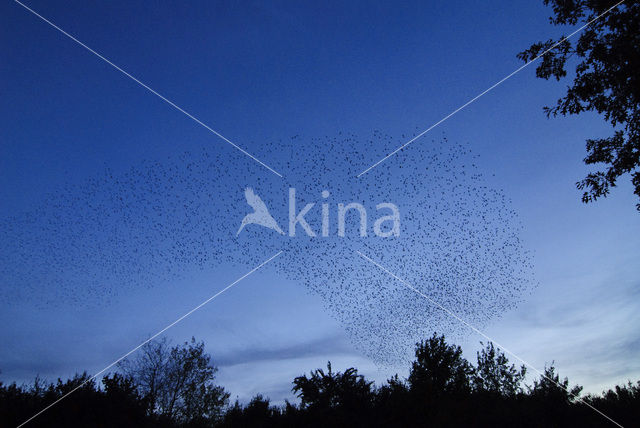 European Starling (Sturnus vulgaris)