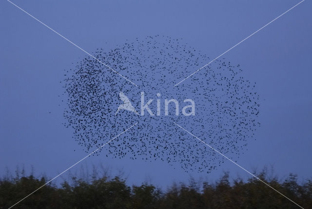 European Starling (Sturnus vulgaris)