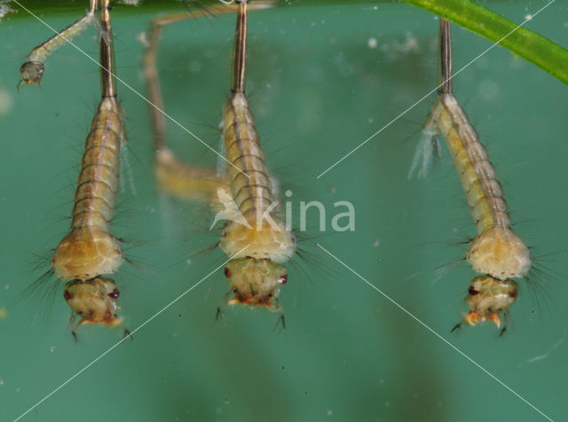 northern house mosquito (Culex pipiens)