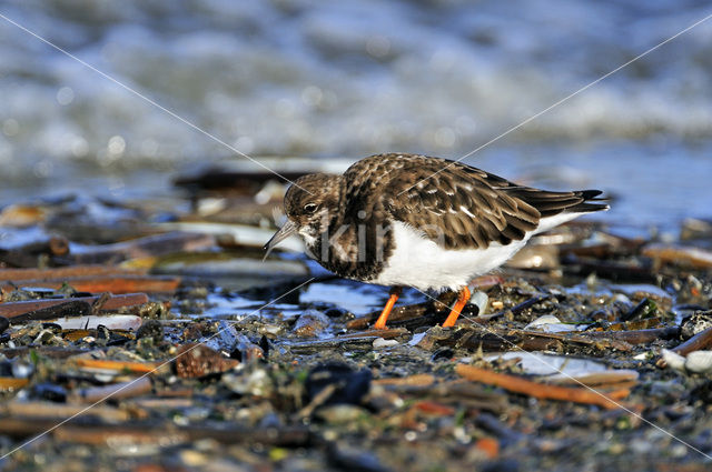 Steenloper (Arenaria interpres)