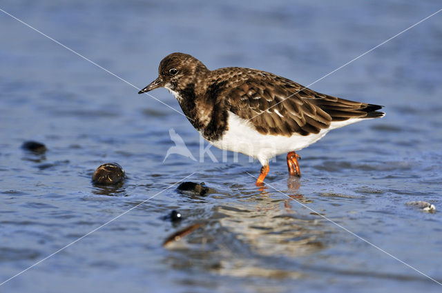 Steenloper (Arenaria interpres)