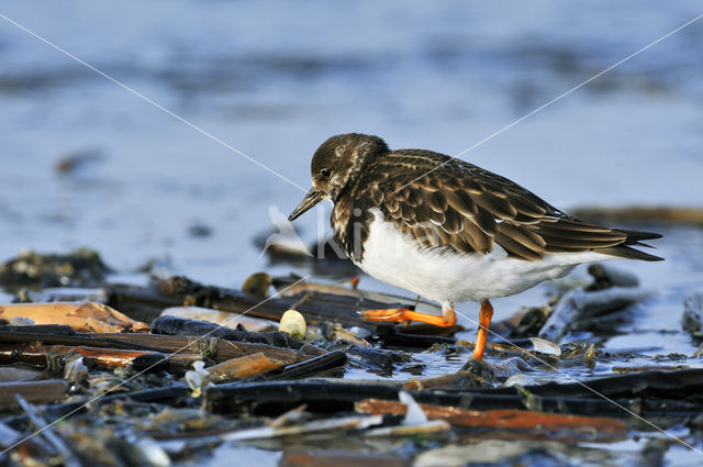 Ruddy Turnstone (Arenaria interpres)