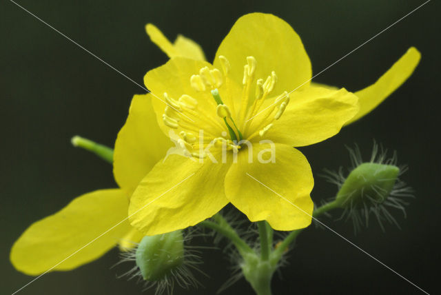 Greater Celandine (Chelidonium majus)