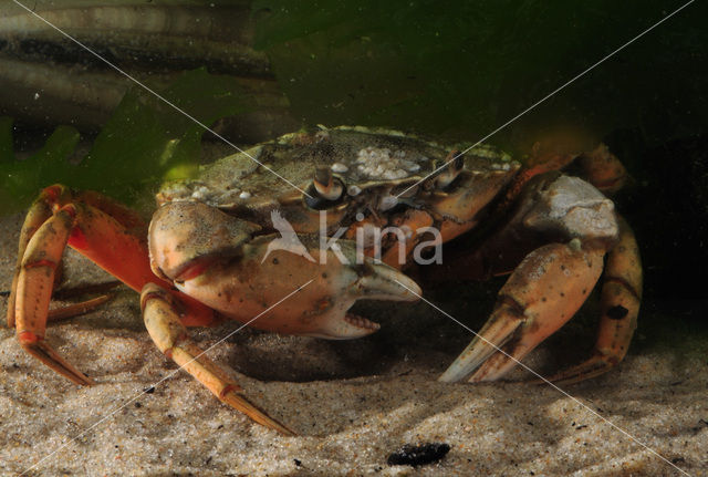 Strandkrab (Carcinus maenas)