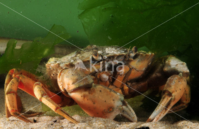 Shore crab (Carcinus maenas)