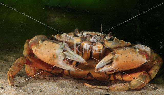 Strandkrab (Carcinus maenas)