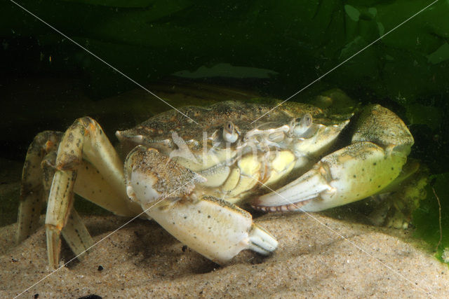 Strandkrab (Carcinus maenas)