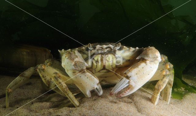 Strandkrab (Carcinus maenas)