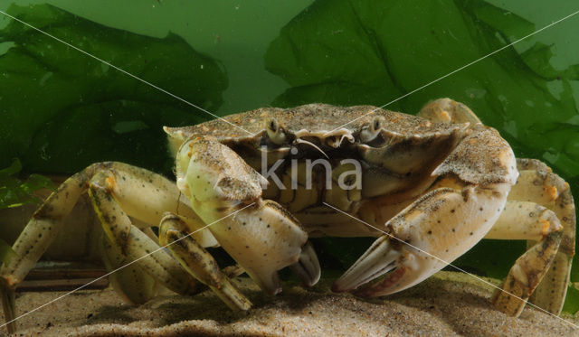 Strandkrab (Carcinus maenas)