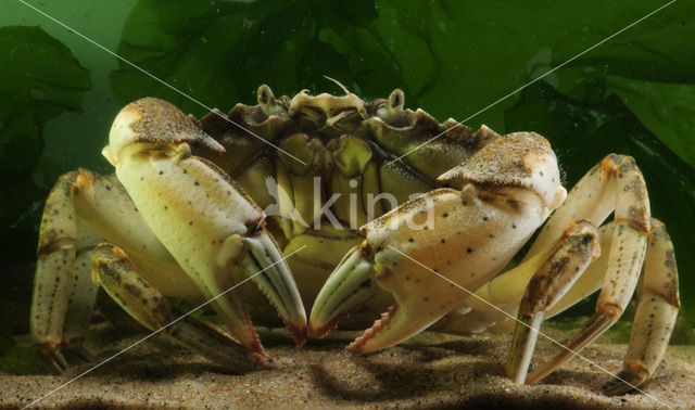 Shore crab (Carcinus maenas)