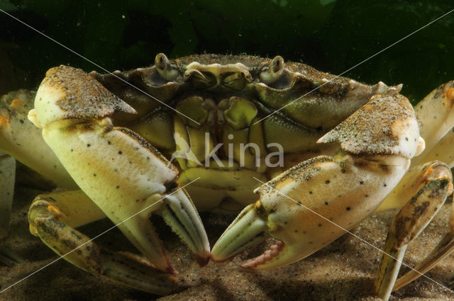 Strandkrab (Carcinus maenas)