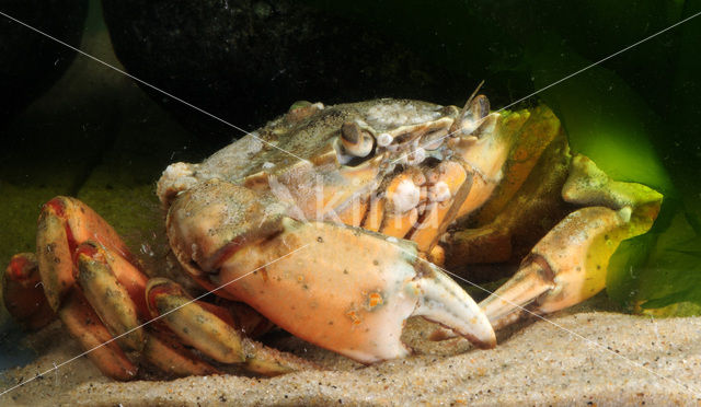 Shore crab (Carcinus maenas)